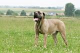 CANE CORSO 1119